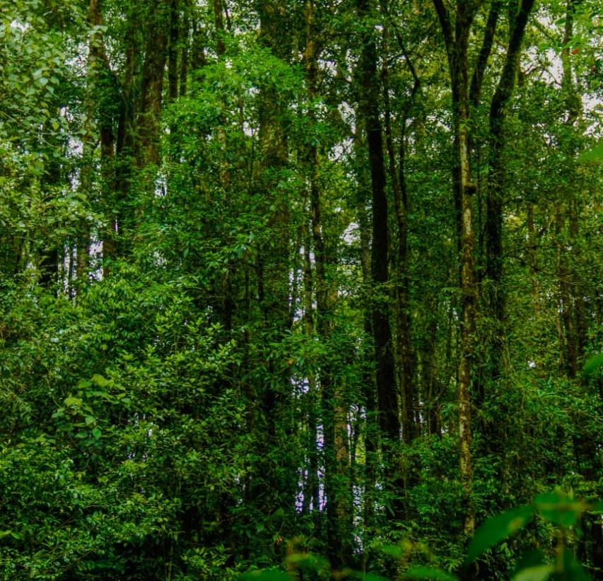 Sumatera Tiger Trek